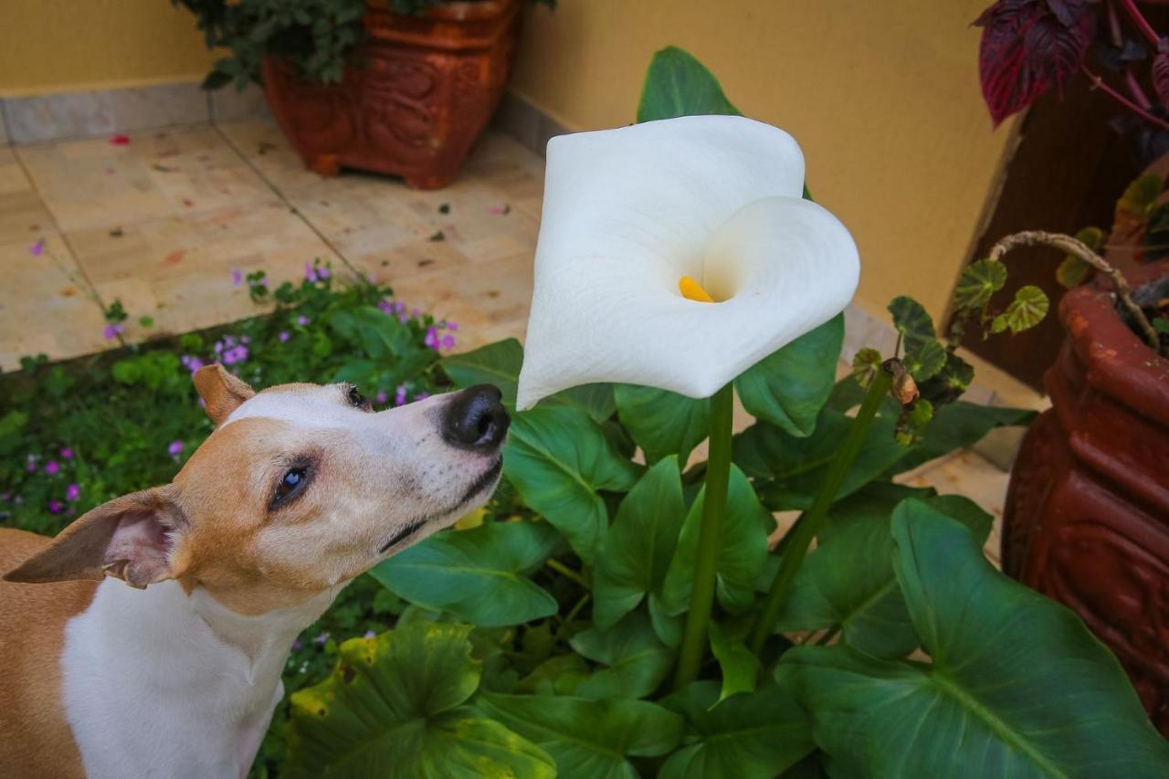 Mansao Austriaca Guesthouse Campos do Jordão 外观 照片